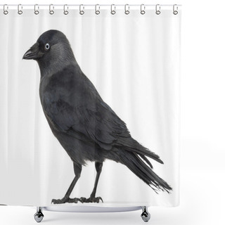 Personality  Side View Of A Western Jackdaw, Corvus Monedula, (or Eurasian Jackdaw, Or European Jackdaw Or Simply Jackdaw) Against White Background Shower Curtains