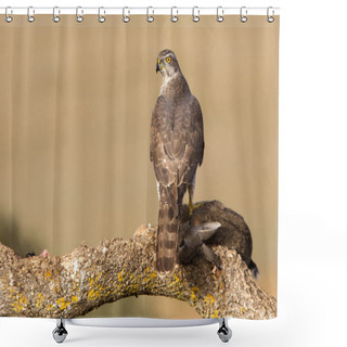 Personality  Two Years Old Male Of Northern Goshawk, Accipiter Gentilis Shower Curtains