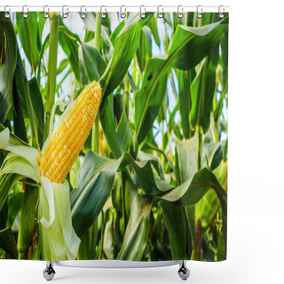 Personality  Corn Cob With Green Leaves Growth In Agriculture Field Outdoor Shower Curtains