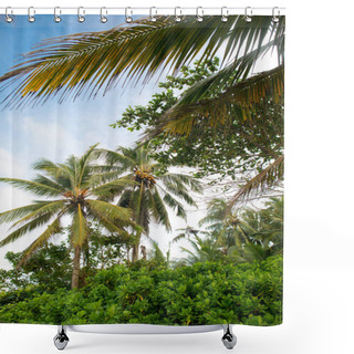 Personality  Rainforest With Coconut Palm Trees Shower Curtains