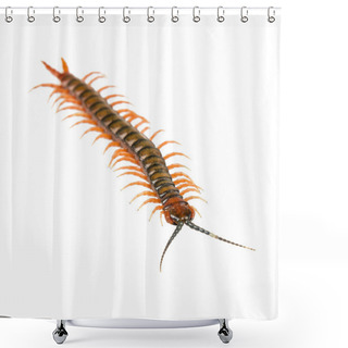 Personality  Centipede Isolated Shower Curtains