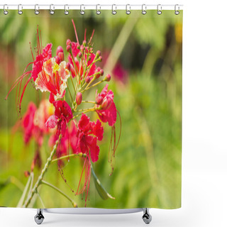 Personality  Beautiful Tropical Flame Tree Flowers Shower Curtains