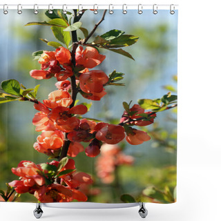 Personality  Chaenomeles Japonica Shower Curtains