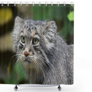 Personality  Close Up Portrait Of Manul Pallas Cat Shower Curtains