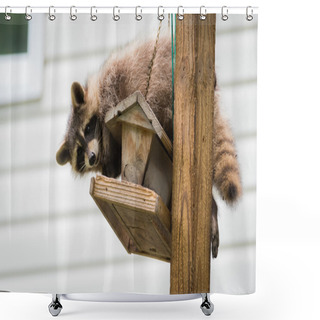 Personality  Raccoon (Procyon Lotor) On A Bird Feeder, Eastern Ontario.  Masked Mammal Has A Bit Of Fun While He Looks For And Finds An Easy Meal.  Shower Curtains