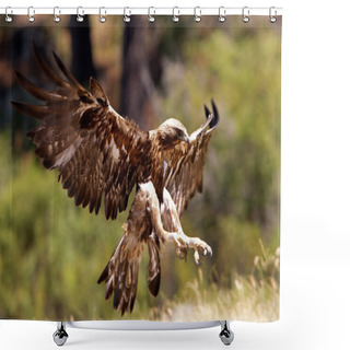 Personality  Young Female Aquila Chrysaetos. Golden Eagle Shower Curtains