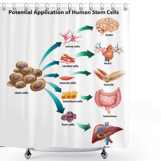 Personality  Stem Cells Shower Curtains
