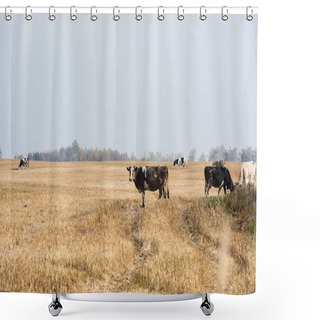 Personality  Selective Focus Of Herd Of Bulls And Cows Standing In Pasture  Shower Curtains