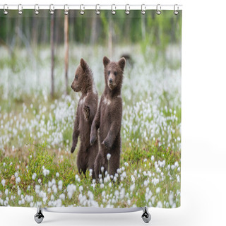 Personality  Brown Bear Cubs Playing On The Field Among White Flowers. Bear Cubs Stands On Its Hind Legs. Summer Season. Scientific Name: Ursus Arctos. Shower Curtains