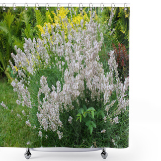 Personality  Large Lavender Bush In Summer Country Garden. Shower Curtains