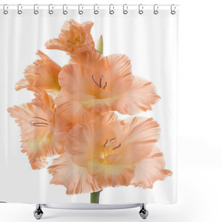 Personality  Gladiolus Shower Curtains