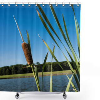 Personality  Selective Focus Of Reeds Against Blue Sky In Park  Shower Curtains