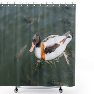 Personality  High Angle View Of Duck And Fishes Swimming In River  Shower Curtains