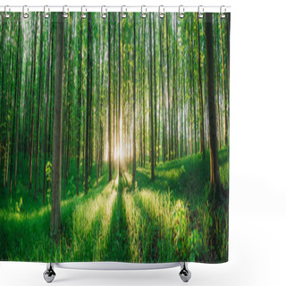 Personality  Spring Forest Trees. Nature Green Wood Sunlight Backgrounds. Shower Curtains