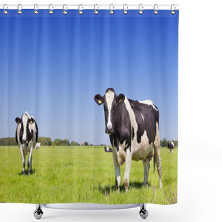 Personality  Cows In A Fresh Grassy Field On A Clear Day Shower Curtains