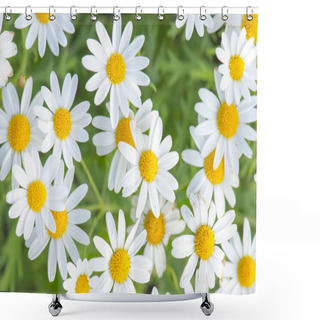Personality  Daisy Field Shower Curtains