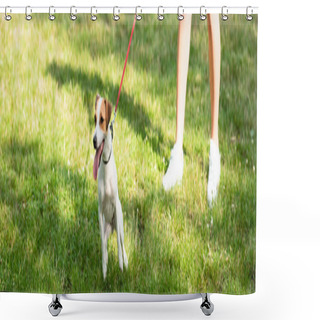 Personality  Panoramic Crop Of Young Woman Keeping Jack Russell Terrier Dog On Leash Shower Curtains