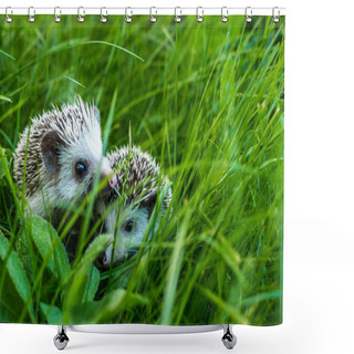 Personality  Portrait Two African Hedgehog On A Grass Shower Curtains