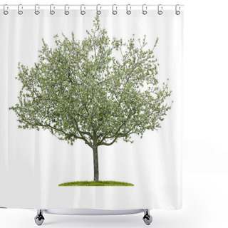 Personality  Isolated Blooming Cherry Tree On A White Background Shower Curtains