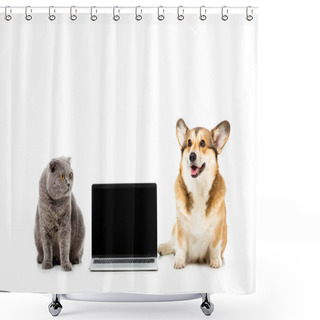 Personality  Studio Shot Of Grey British Shorthair Cat And Welsh Corgi Pembroke Sitting Near Laptop With Blank Sreen Isolated On White Background  Shower Curtains