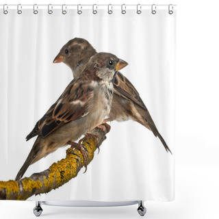 Personality  Male And Female House Sparrows, Passer Domesticus, 4 Months Old, In Front Of White Background Shower Curtains