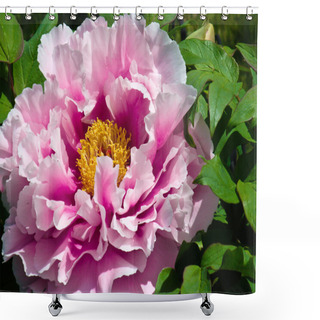 Personality  Japanese Peony Flower Shower Curtains