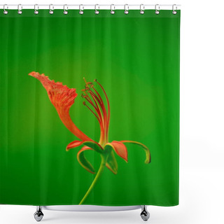 Personality  Gulmohar Flower, Visakhapatnam, Andhra Pradesh, India, Asia Shower Curtains