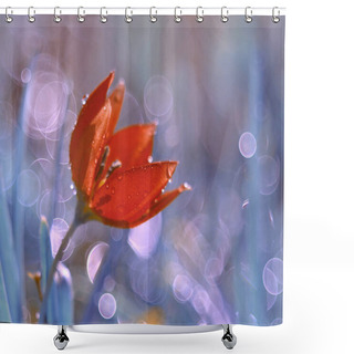 Personality  Red Tulips. Spring Flowers On A Pastel Background Shower Curtains