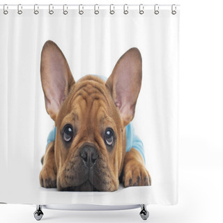 Personality  French Bulldog Puppy On Background Shower Curtains