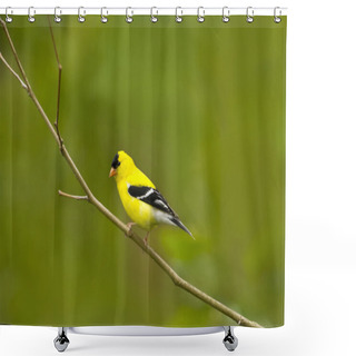 Personality  American Goldfinch Bird In A Natura Perch Shower Curtains