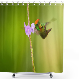 Personality  Beautiful Orange Crested And Coppery Green  Hummingbird Tufted Coquette Shower Curtains