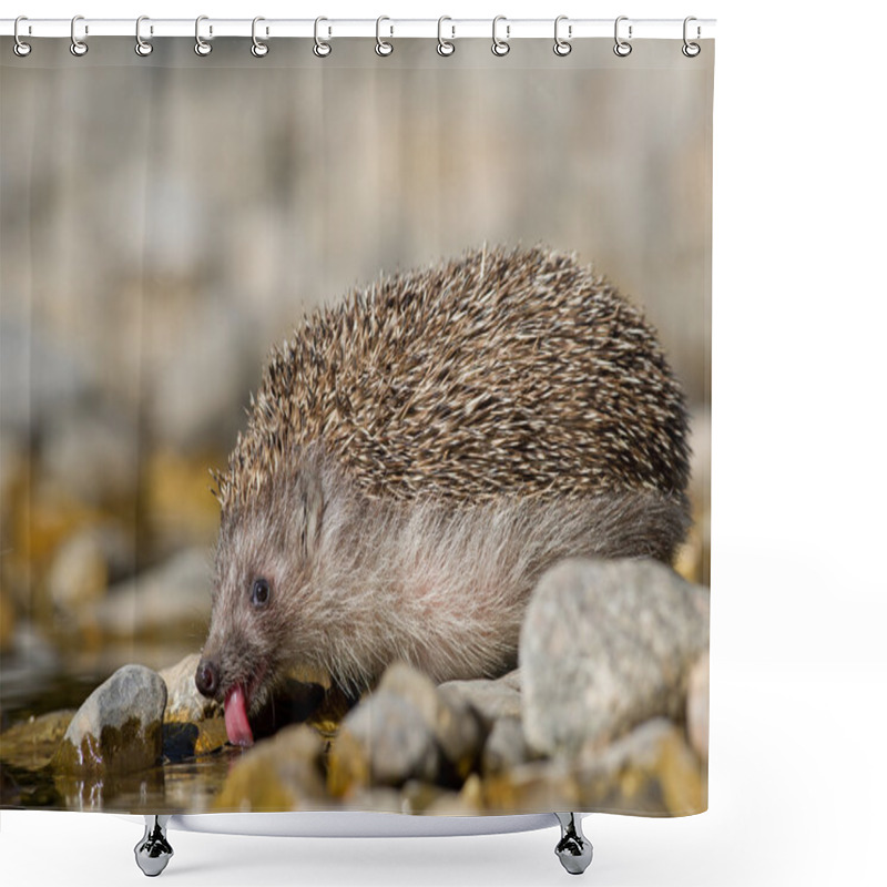 Personality  European hedgehog drinking water shower curtains
