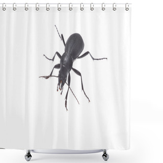 Personality  Ground Beetle Shower Curtains
