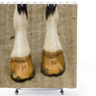 Personality  Horse Legs Shower Curtains