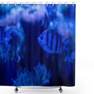 Personality  Striped Fishes Swimming Under Water In Aquarium With Blue Lighting Shower Curtains