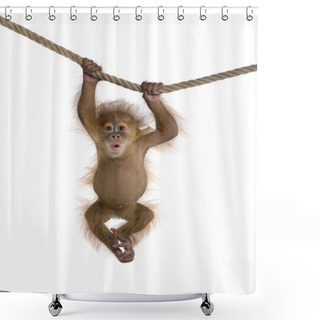 Personality  Baby Sumatran Orangutang (4 Months Old) Shower Curtains
