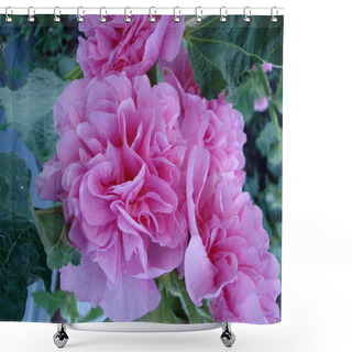 Personality  Mallow Terry Newport. Pink Lush Flowers With Green Leaves. Shower Curtains