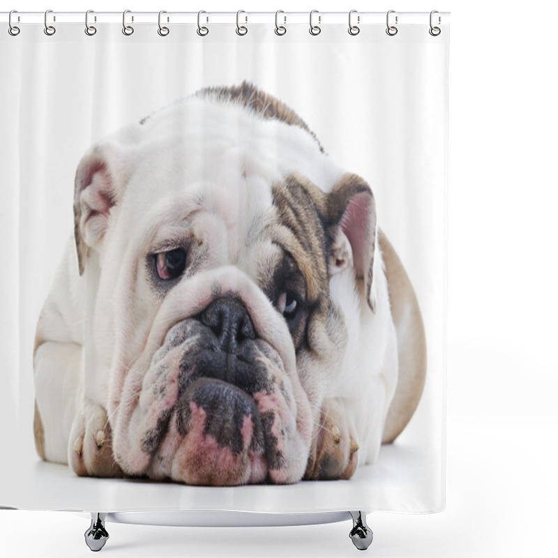 Personality  English Bulldog shower curtains