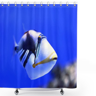 Personality  Indian Ocean Shower Curtains