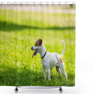 Personality  Selective Focus Of Jack Russell Terrier Dog Standing On Grass Shower Curtains