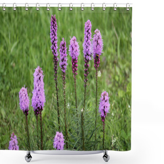 Personality  Dense Blazing Star Flowers (Liatris Spicata) On Green Background Shower Curtains