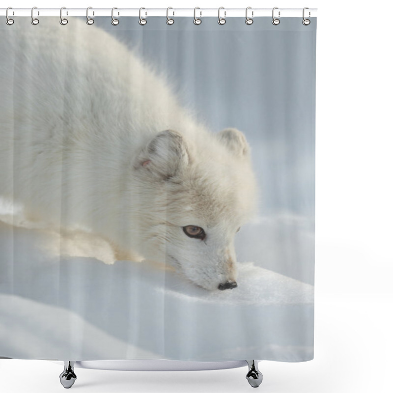 Personality  Arctic Fox In Winter Shower Curtains