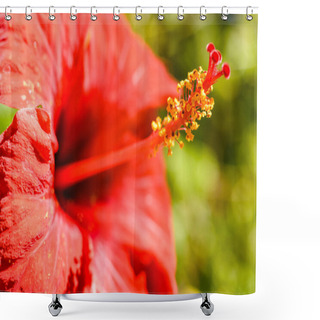 Personality  Colorful Flowers In The Sun With Their Stamens And Pollen Shower Curtains