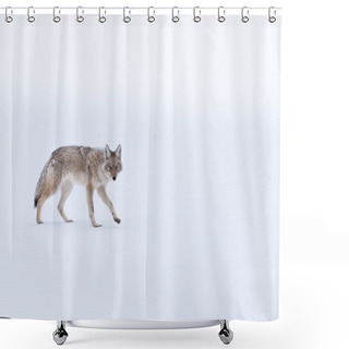 Personality  Coyote Shower Curtains