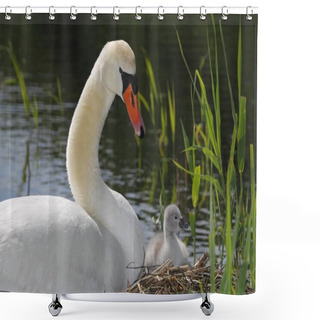 Personality  Mute Swan With Cygnet In Nest Shower Curtains