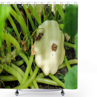 Personality  White Ripe Patison With A Brown Navel Grows On A Farm Among Green Leaves Close-up Shower Curtains