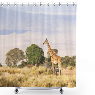 Personality  Giraffe And Zebras At Sunset Shower Curtains
