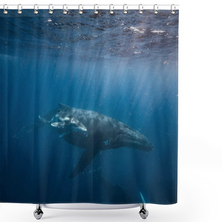 Personality  Humpback Whales Family Underwater In Sea Water Shower Curtains
