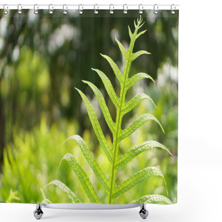 Personality  Fresh Green Pinnatisect Shape Leaf Of The Wart Fern Of Hawii Commonly Called Monarch Fern Or Musk Fern, Ground Cover Plant In Polypodiaceae Family, Grows In Wild In The Western Pacific, Tropical Plants                                  Shower Curtains