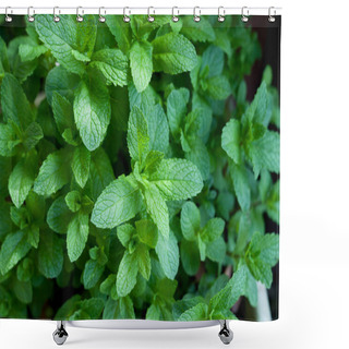 Personality  Fresh Pepermint Plants Growing In A Garden. Healthy Herb. Shower Curtains